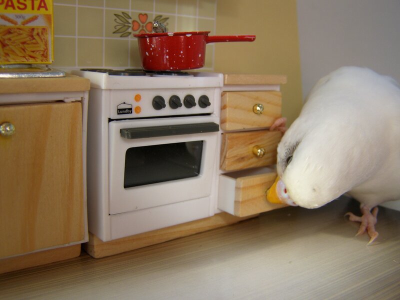 bird with toy kitchen