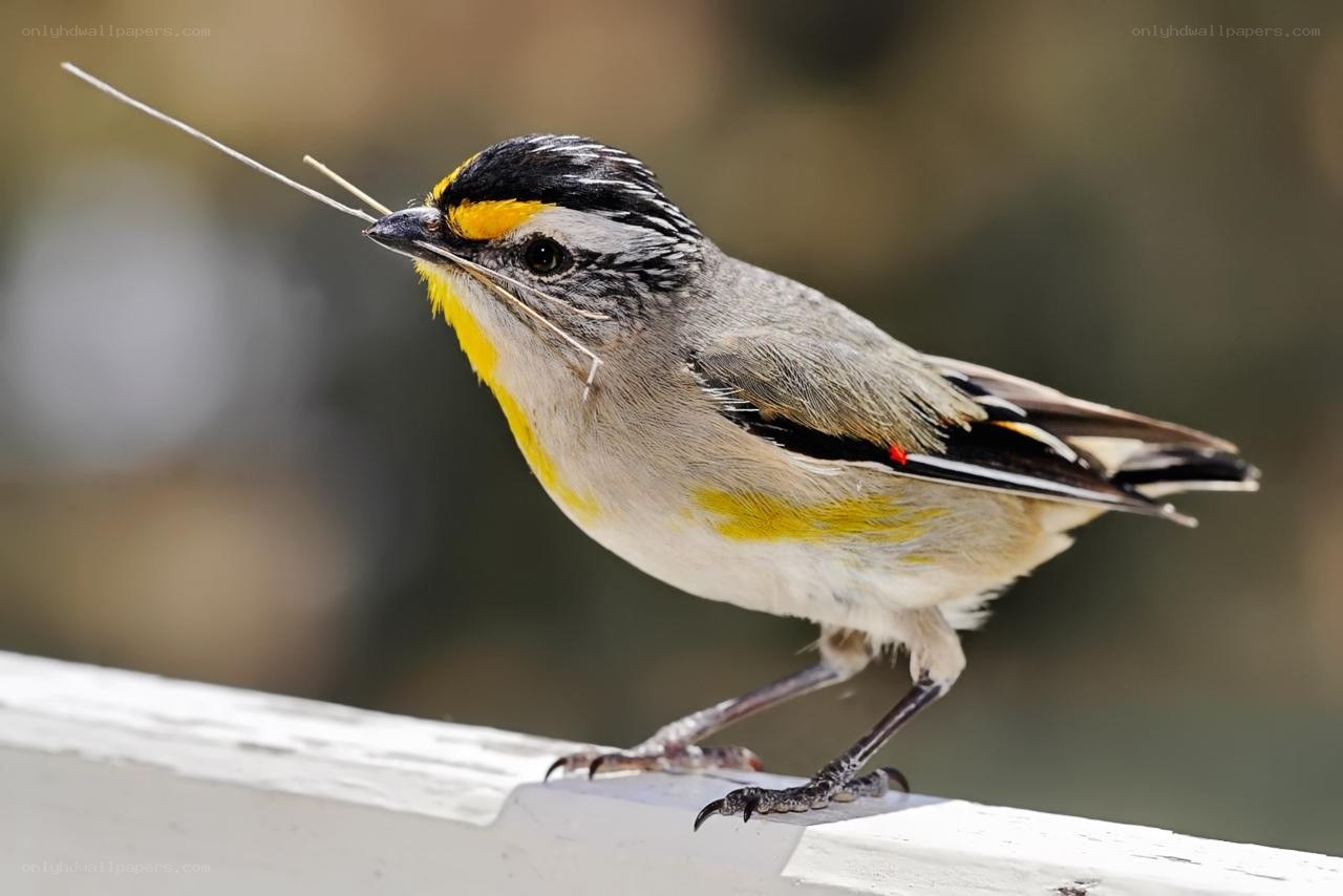 Bird with twigs in beak