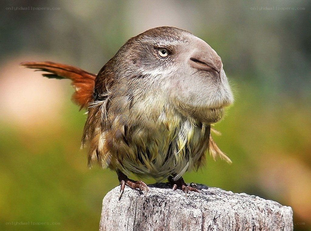 bird with unusual beak