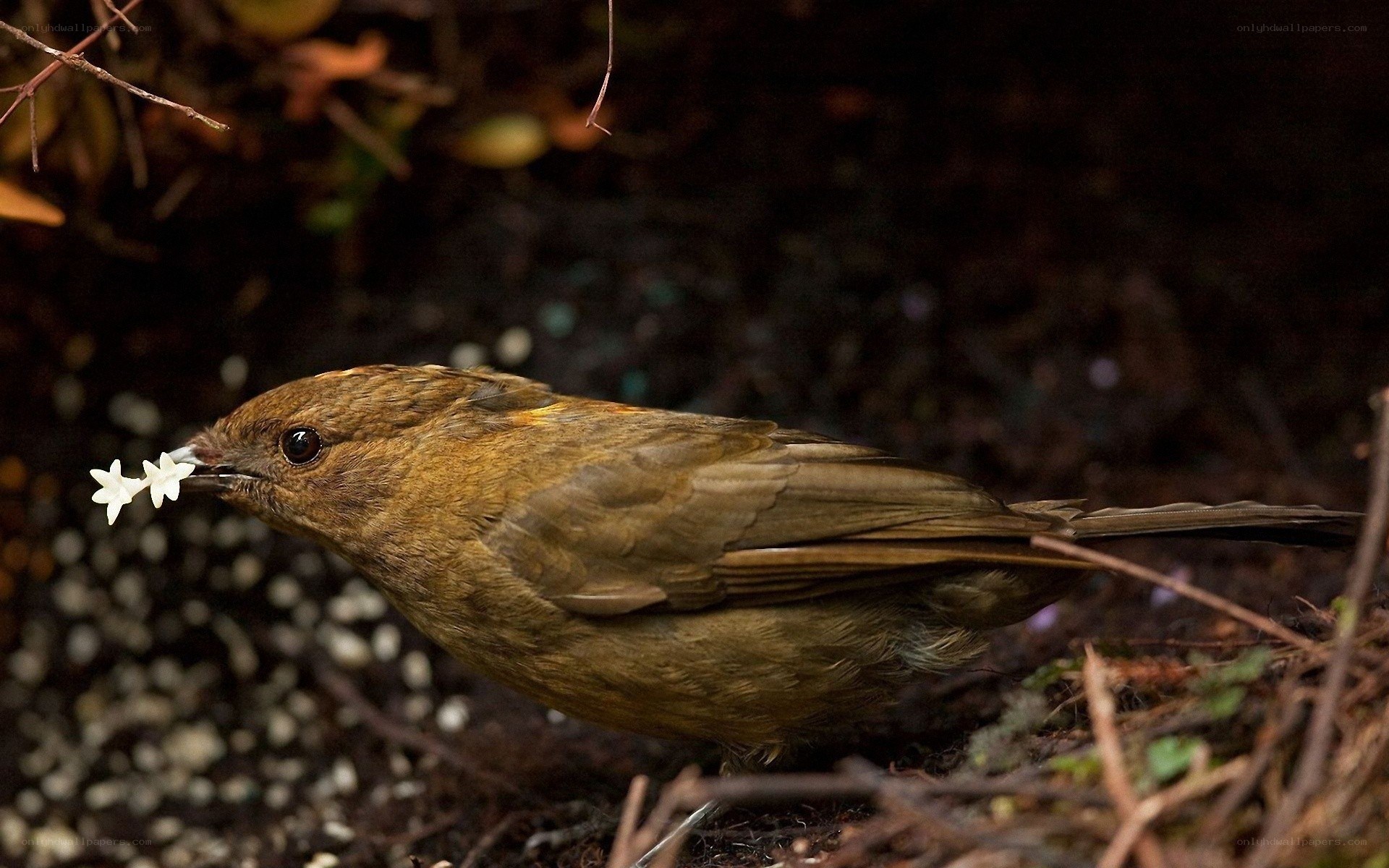 Bird with white flower in beak