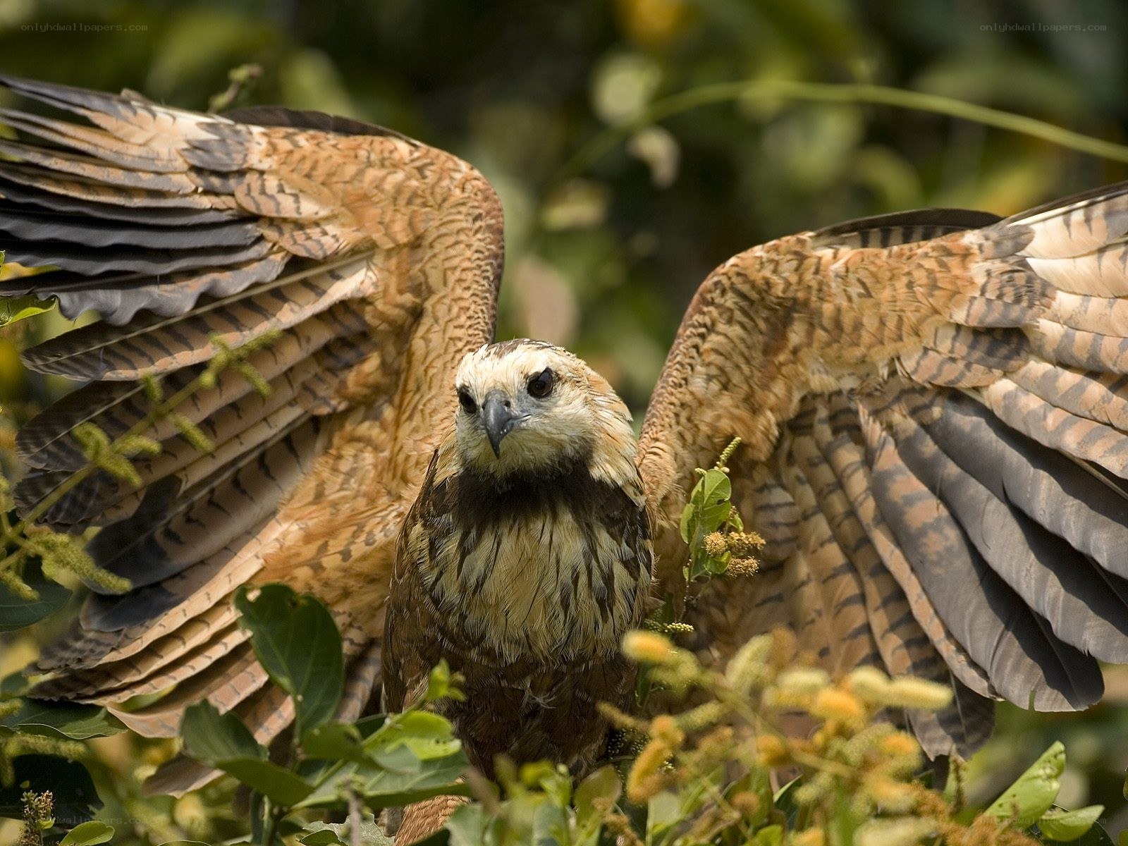 Bird with wings spread in foliage