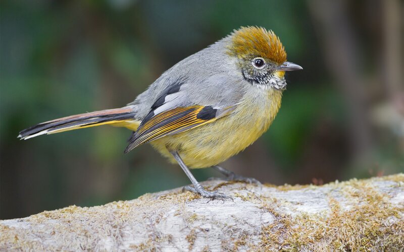bird with yellow and orange feathers