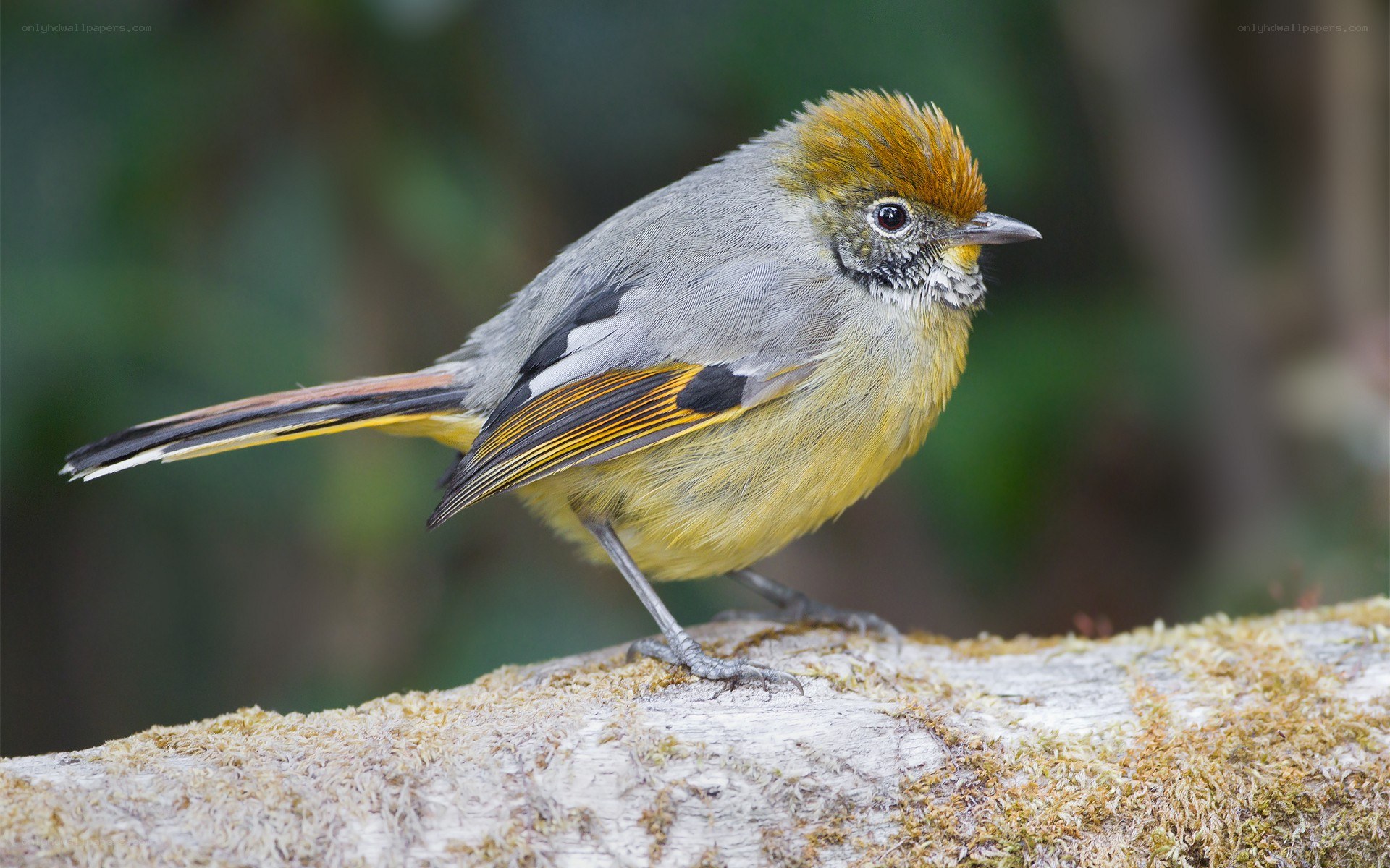 bird with yellow and orange feathers