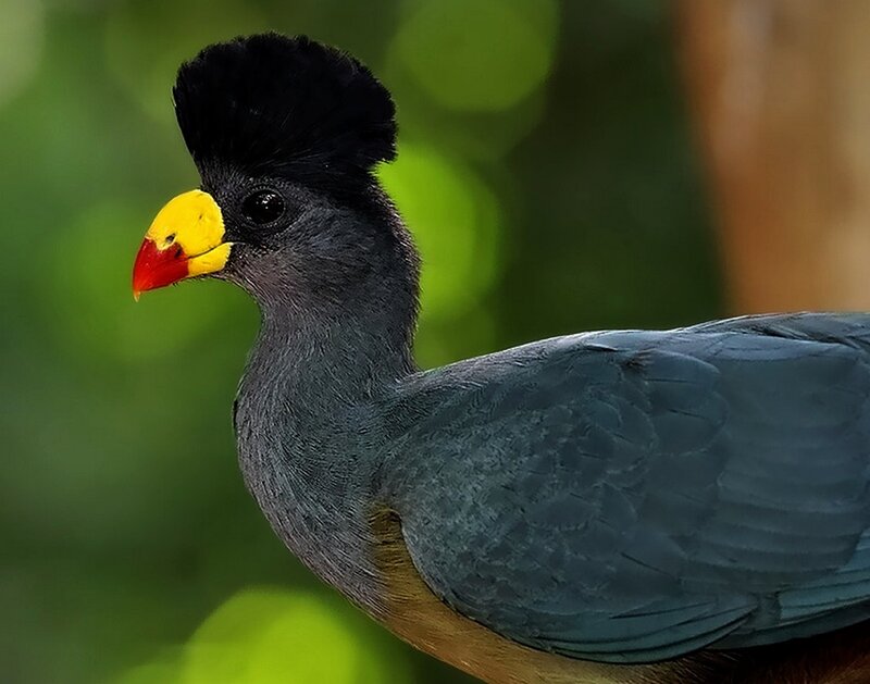 Bird with Yellow Beak — Gray, Natural