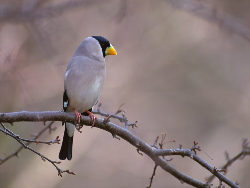 Bird with Yellow Beak — Gray