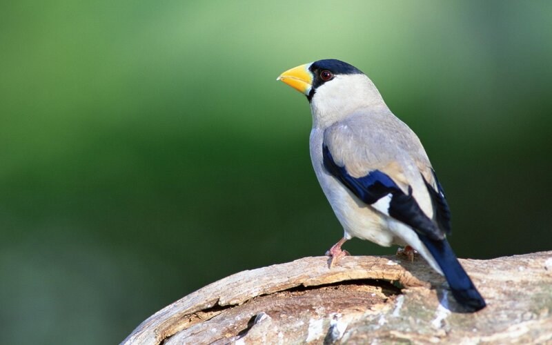 Bird with Yellow Beak — Green