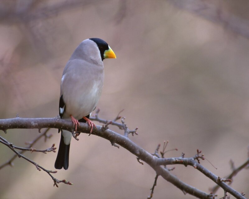Bird with yellow beak perched