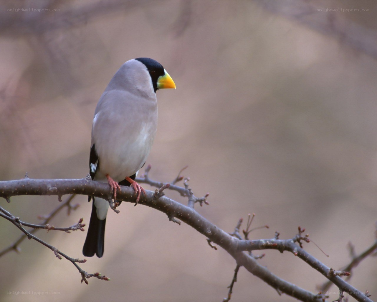 Bird with yellow beak perched