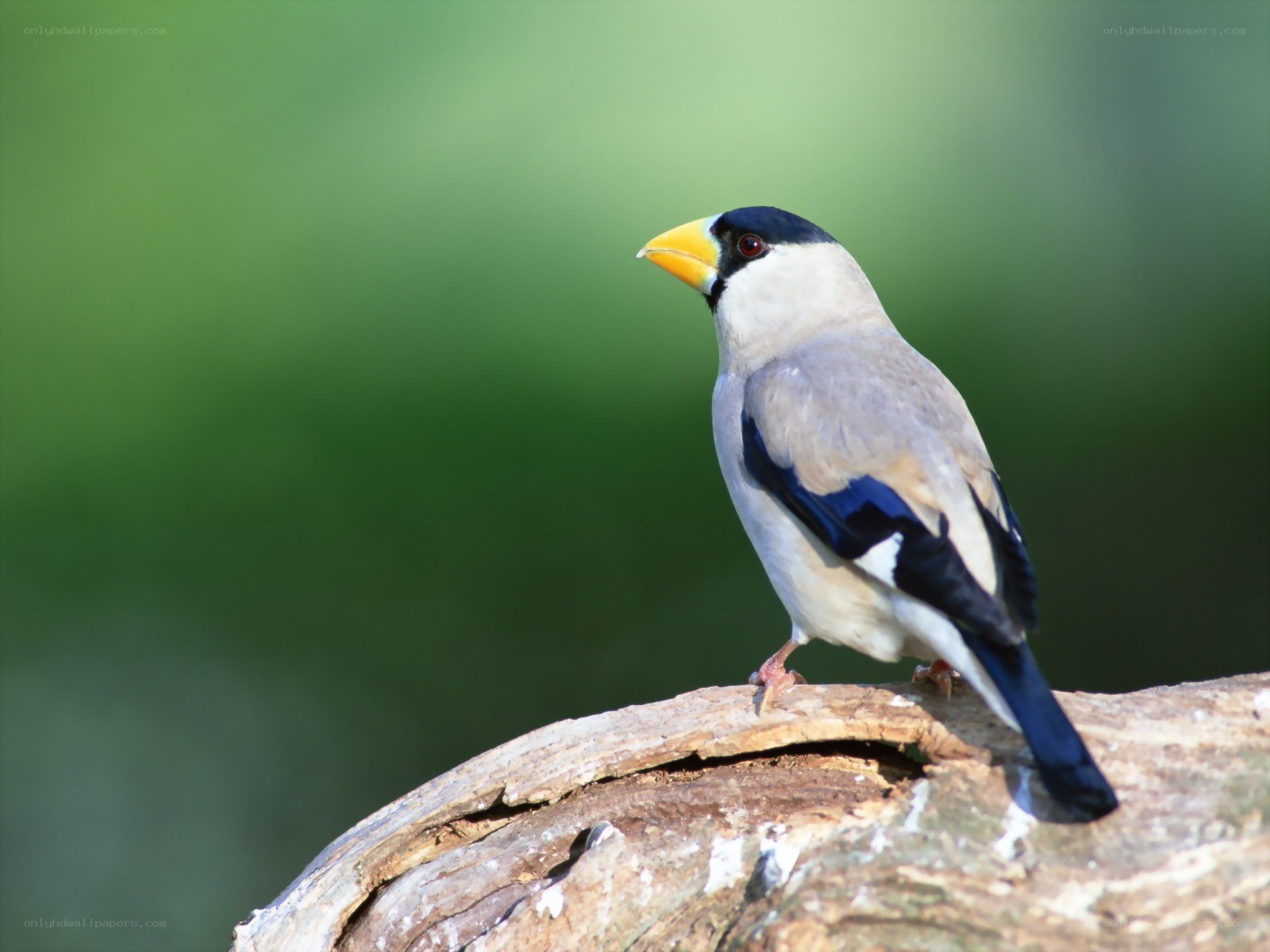 bird with yellow beak perched