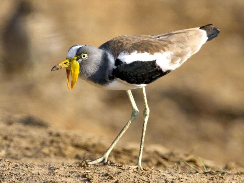 Bird with Yellow Beak