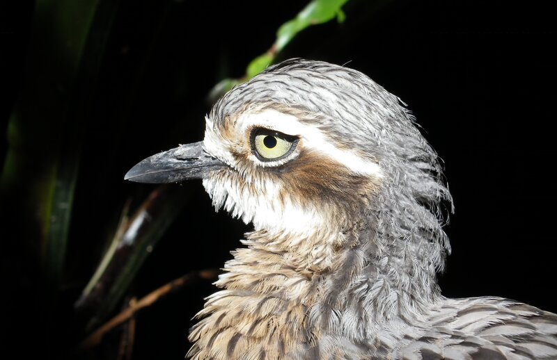 Bird with Yellow Eye