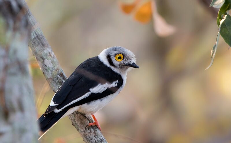 Bird with Yellow Eyes — Black