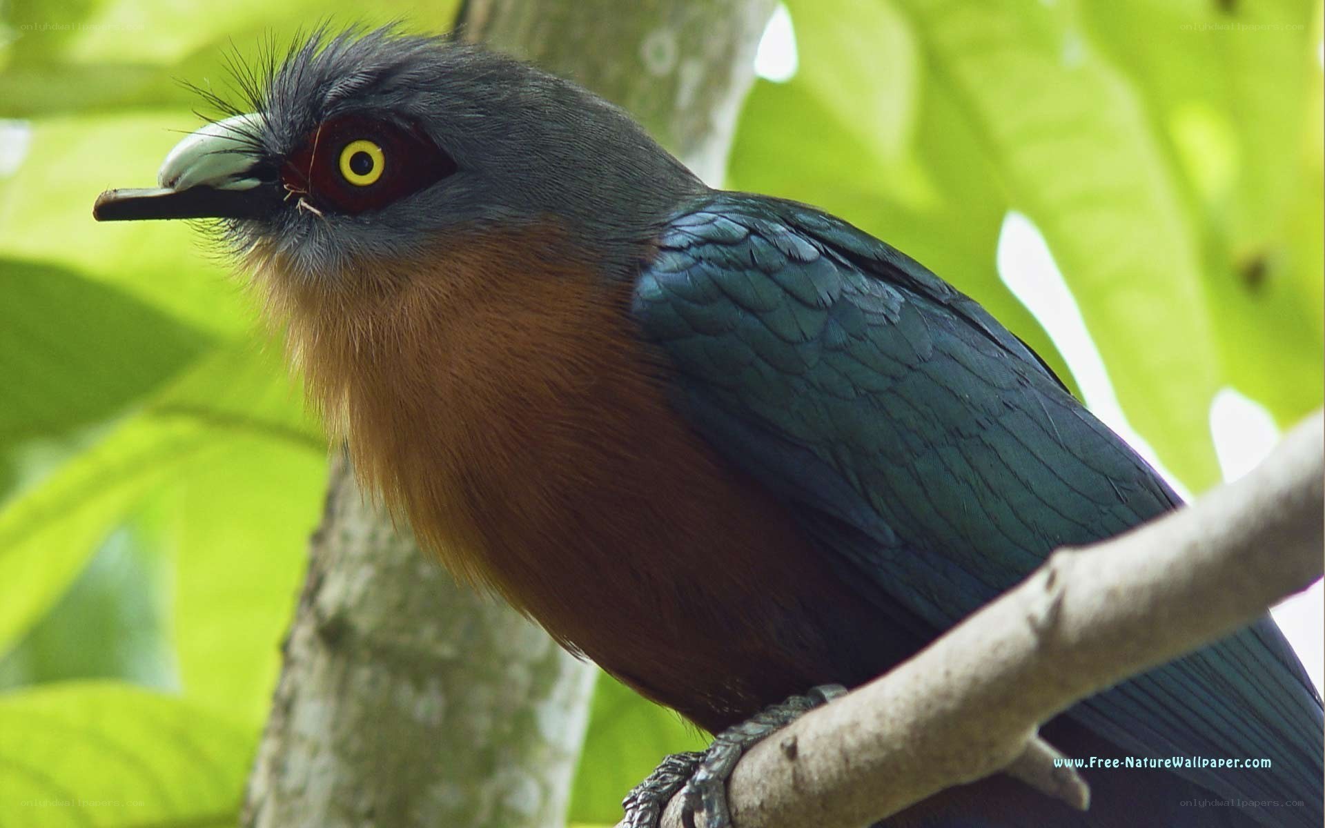 bird with yellow eyes