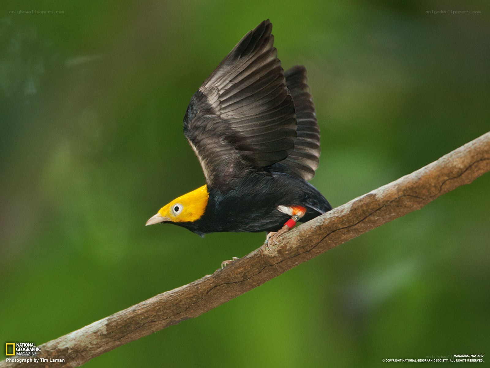 Bird with yellow head on branch