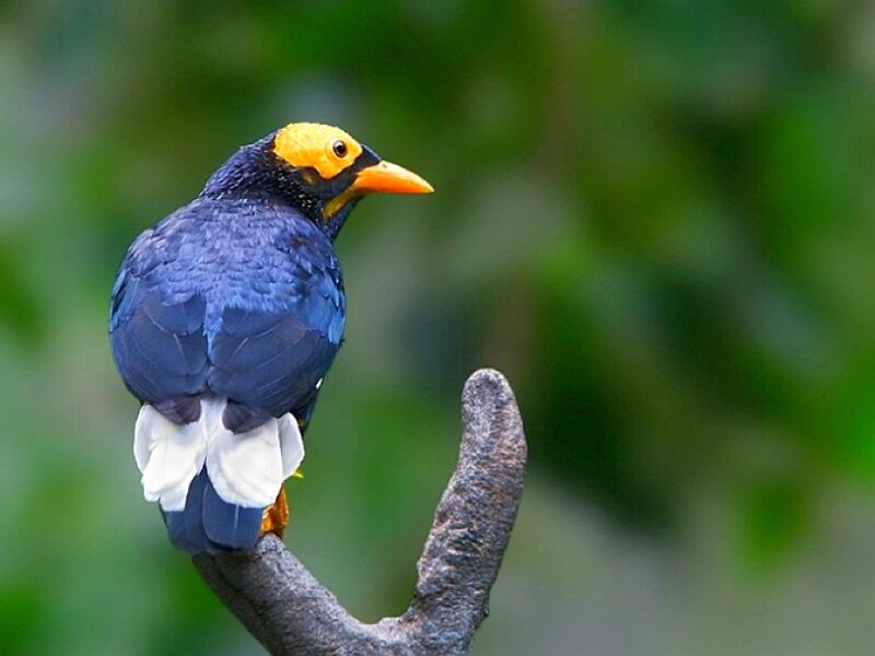 bird with yellow head perched