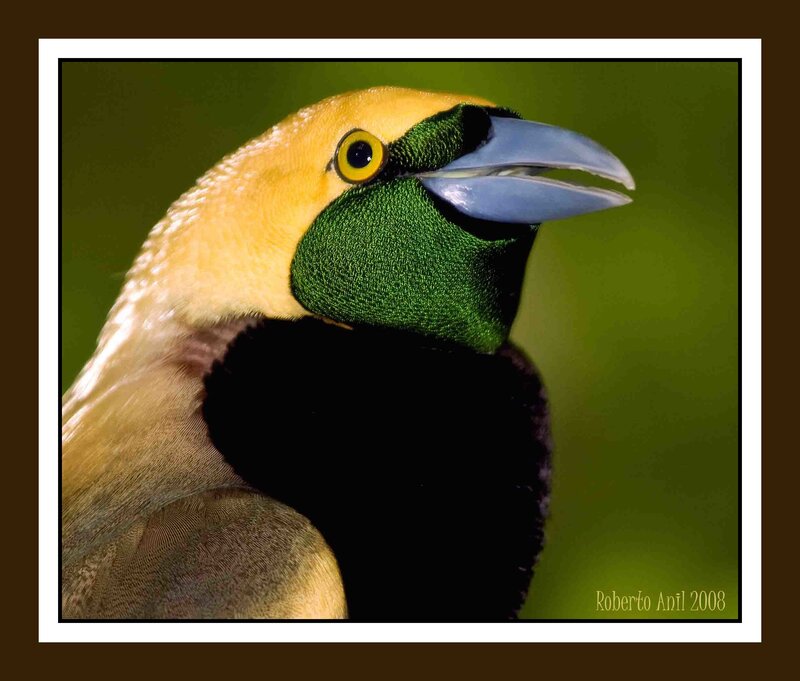 Bird with Yellow Head