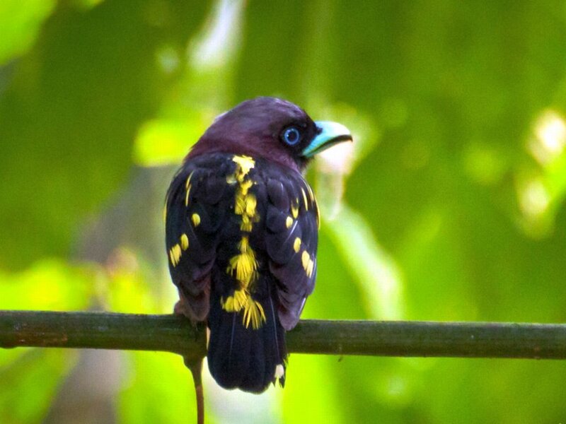 Bird with Yellow Spots