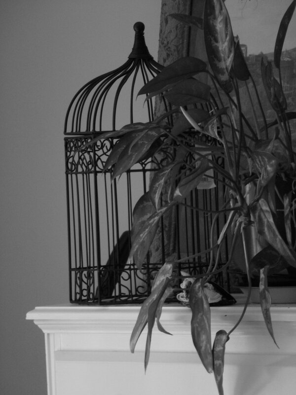 Birdcage and plant on mantel