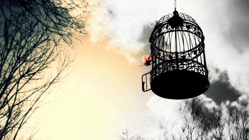 Birdcage with Bird