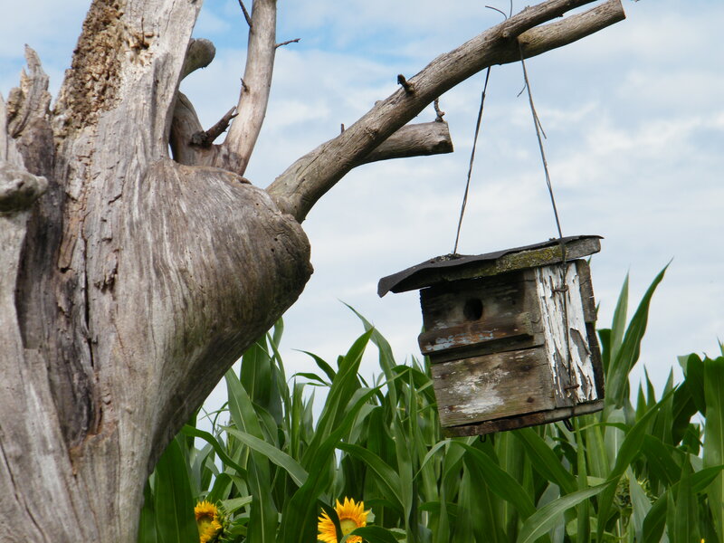 Birdhouse Hanging from Tree