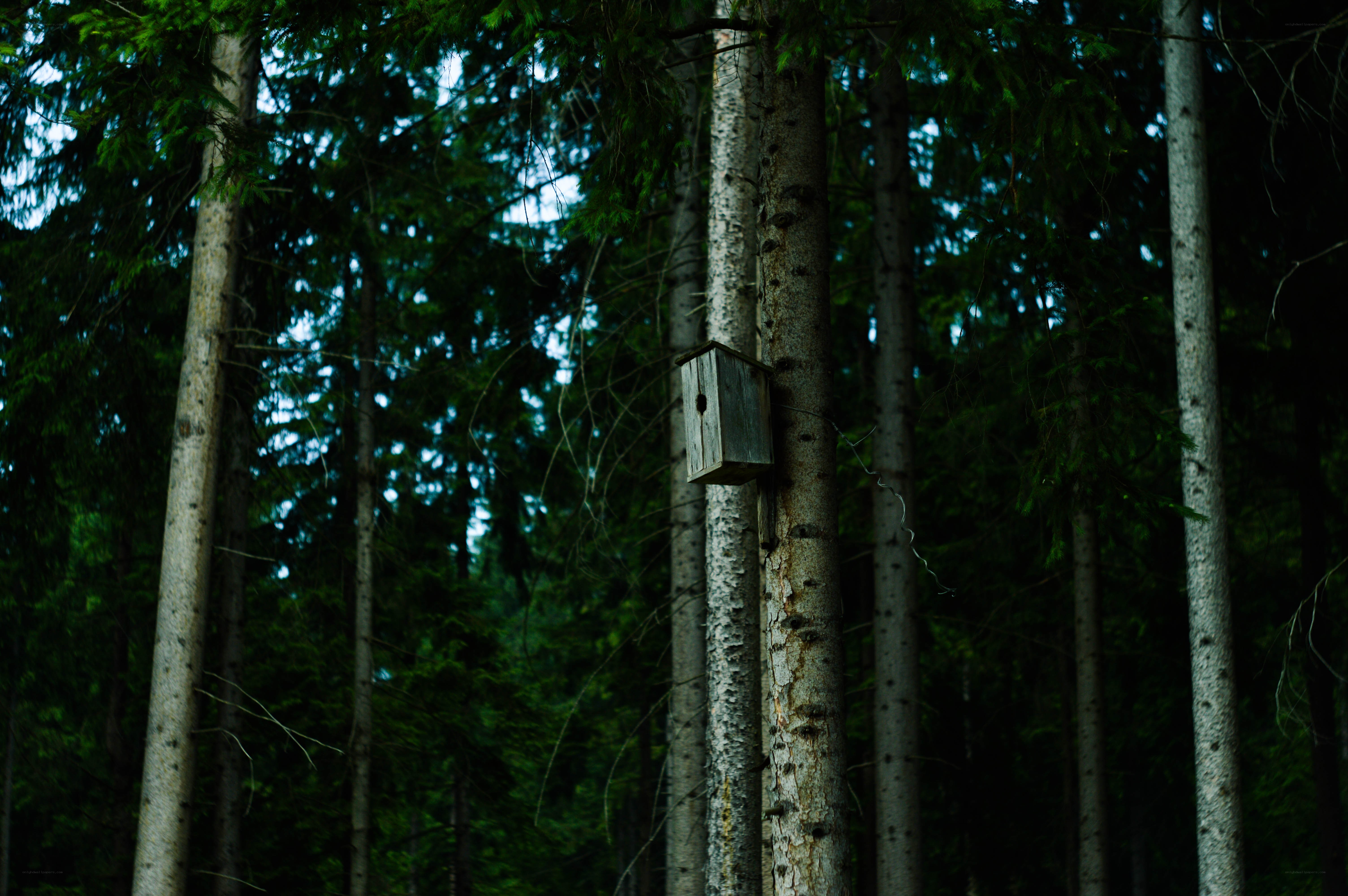 Birdhouse in a forest