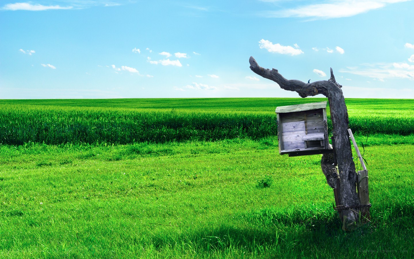 Birdhouse in a green field