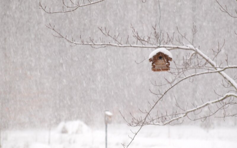 Birdhouse in a snowstorm