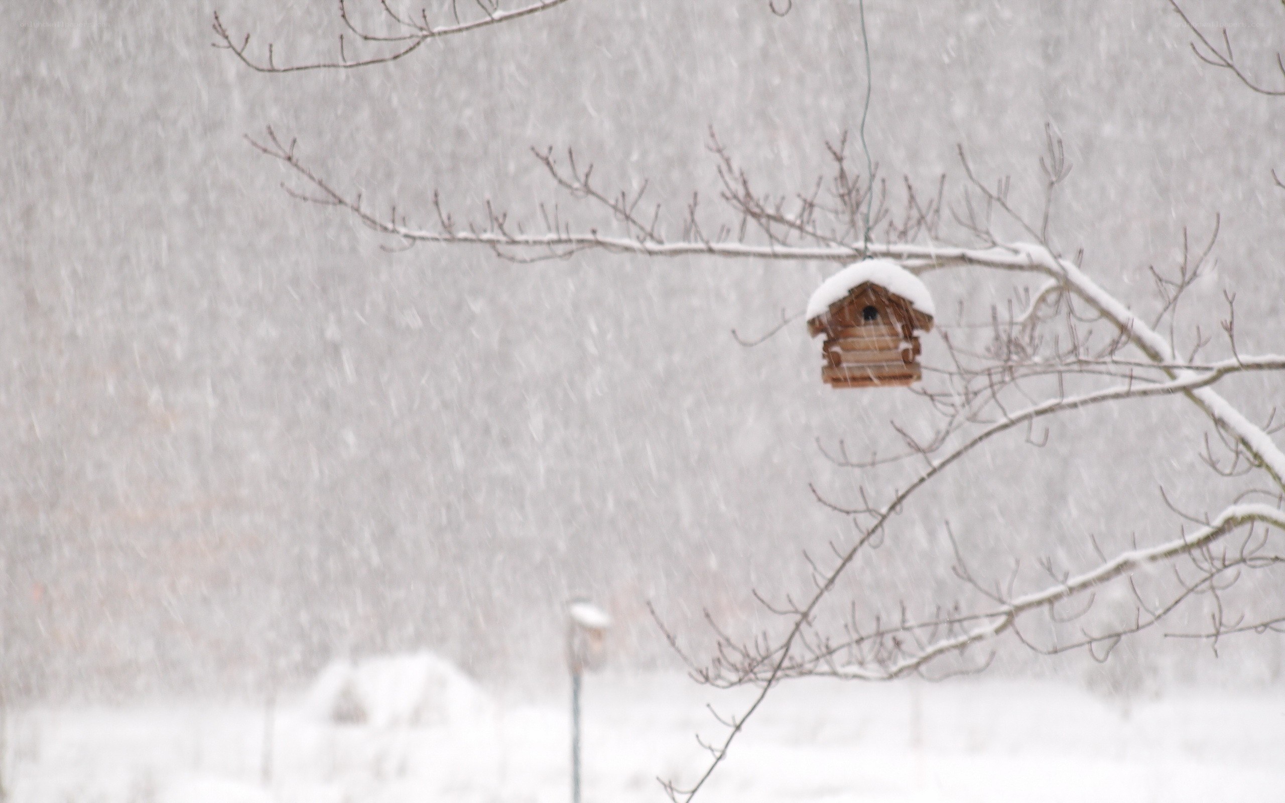 Birdhouse in a snowstorm