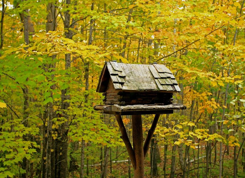 Birdhouse in autumn forest