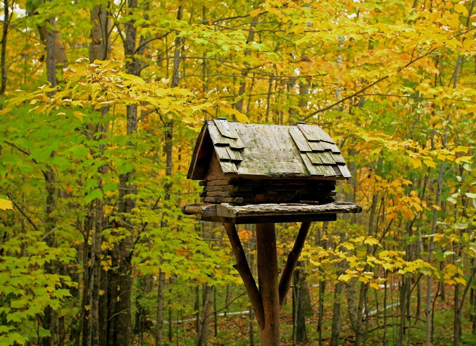 Birdhouse in autumn forest