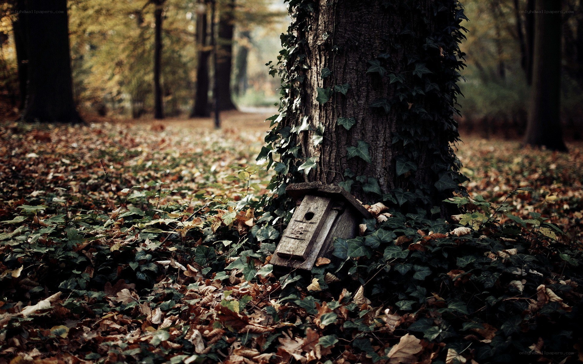 Birdhouse in autumn forest