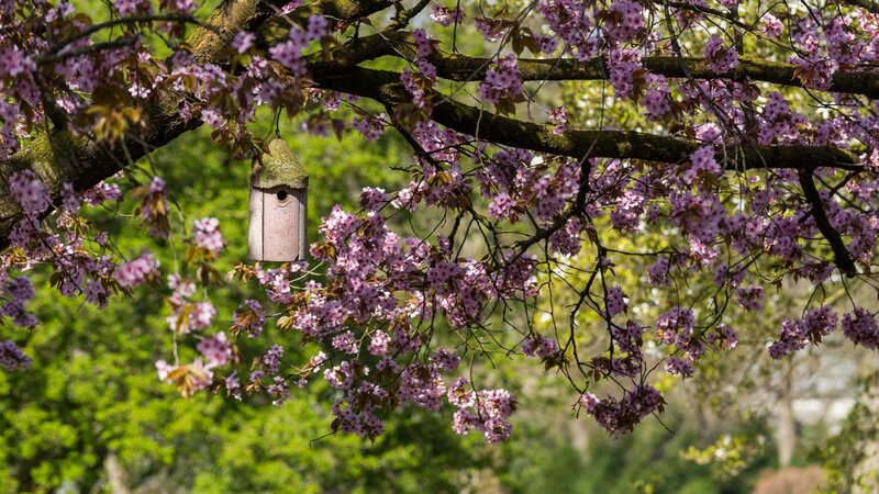 Birdhouse in Cherry Blossoms