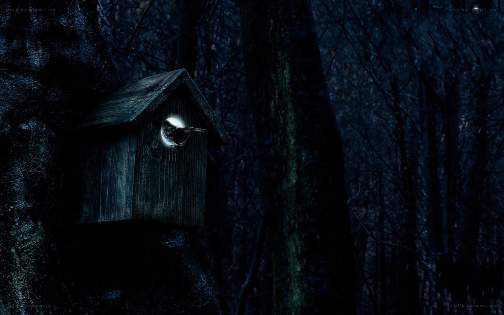 Birdhouse in dark forest