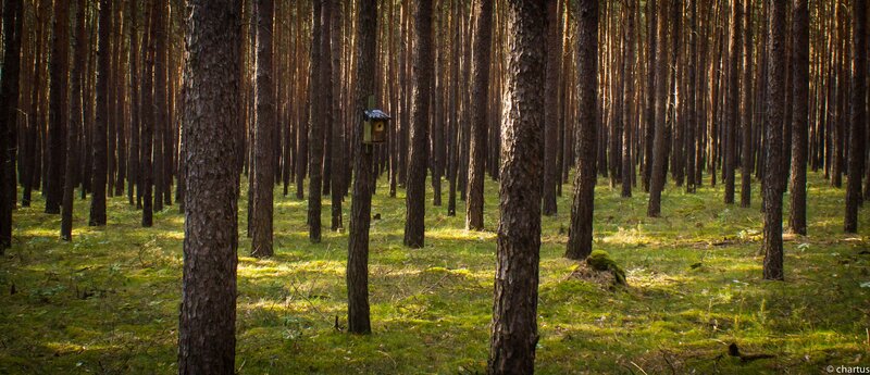 Birdhouse in Pine Forest