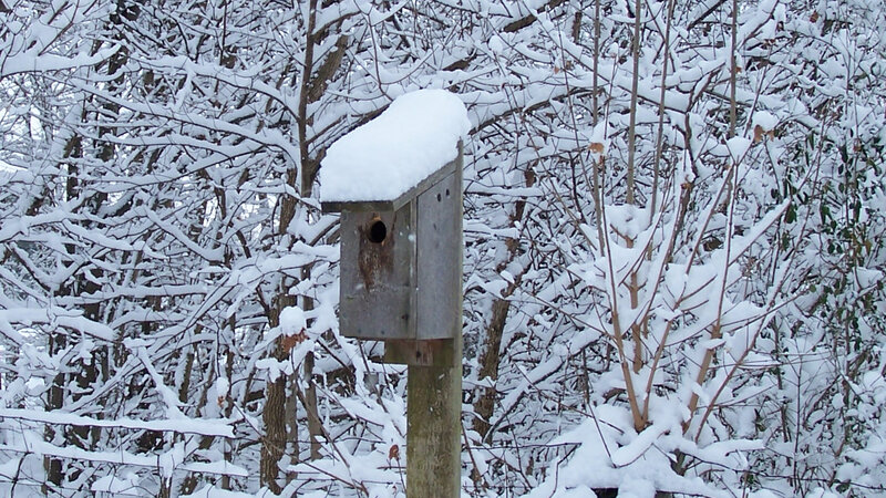 Birdhouse in Snow
