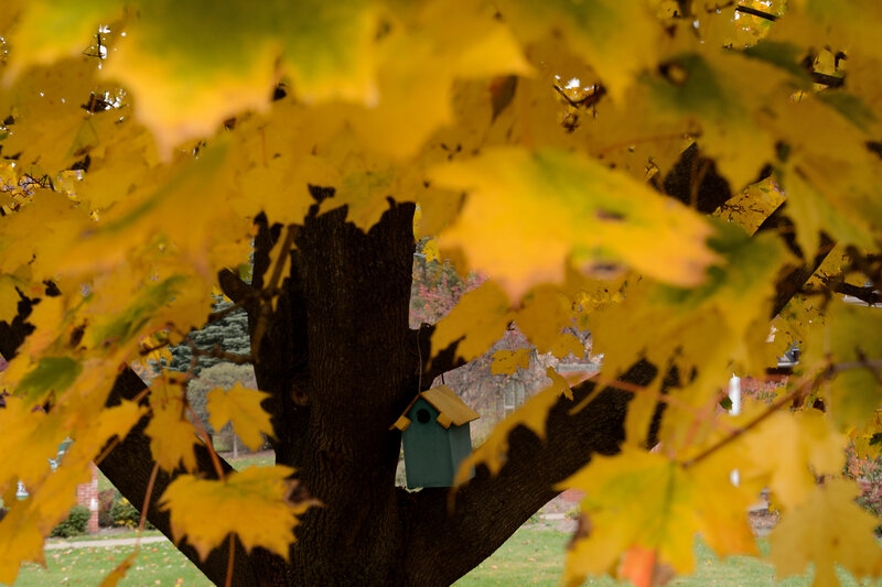 Birdhouse in Tree