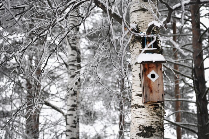 Birdhouse on Birch Tree