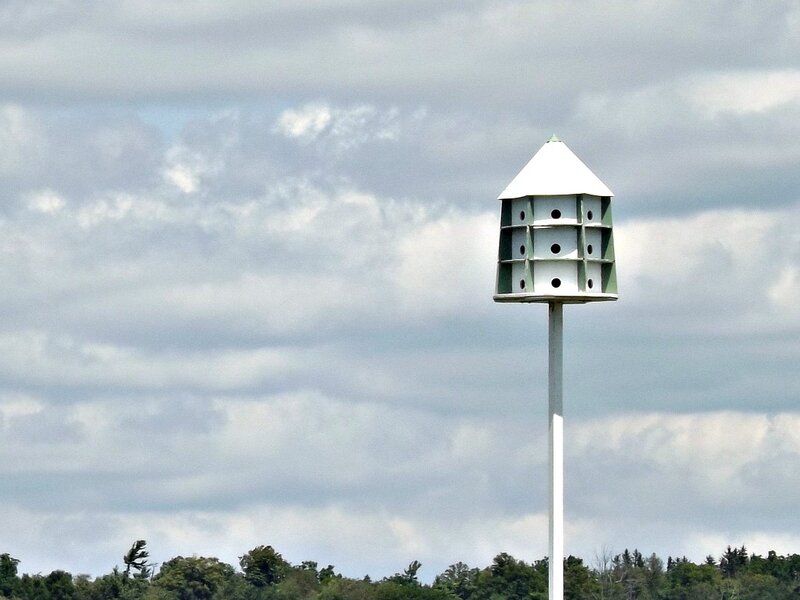 Birdhouse on Pole