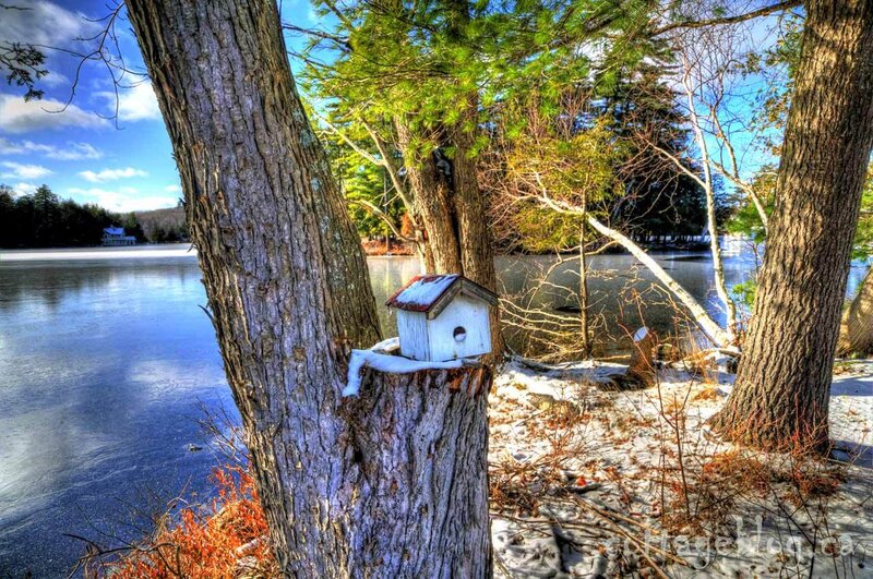 Birdhouse on Tree Stump