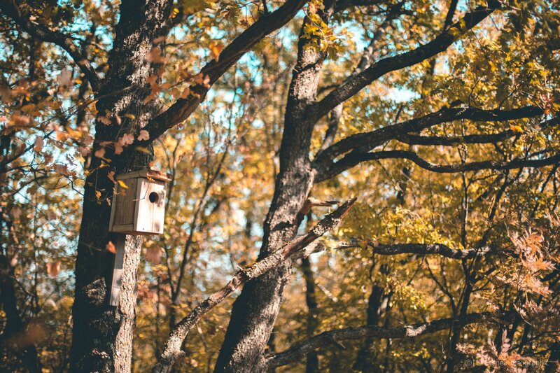 Birdhouse on Tree