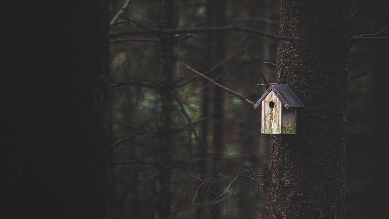 Birdhouse on Tree Trunk — Brown