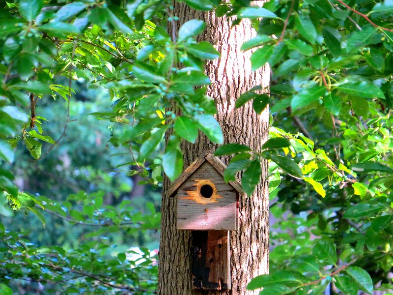 Birdhouse on Tree Trunk
