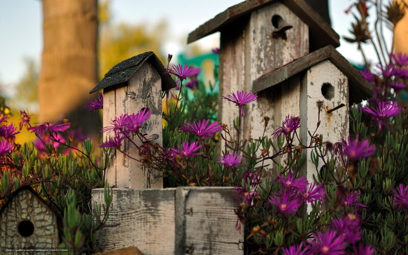 Birdhouses among purple flowers