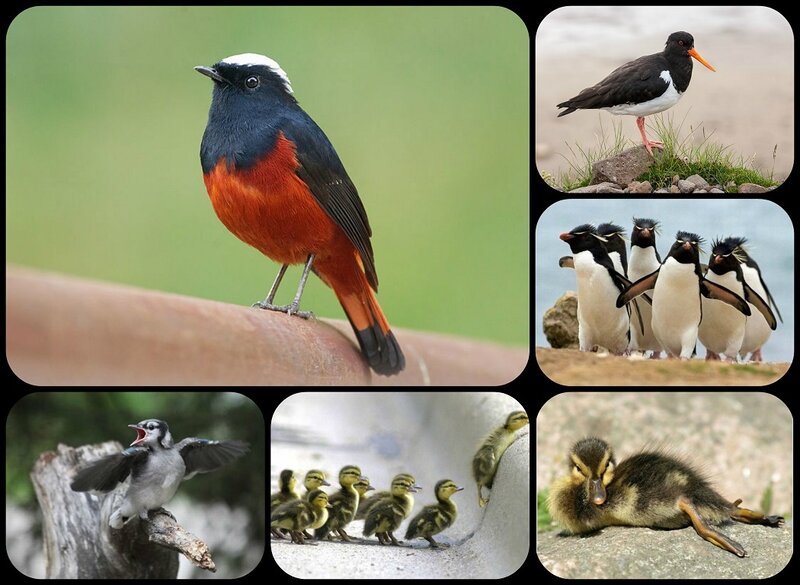 Birds and Ducklings