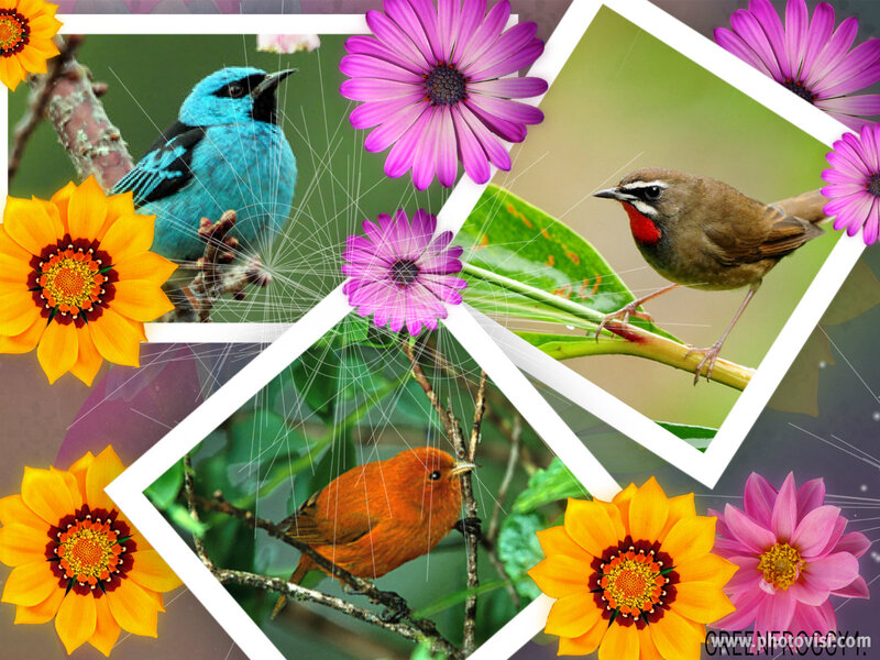 Birds and Flowers Collage — Purple