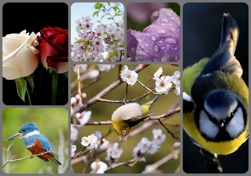 Birds and Flowers Collage