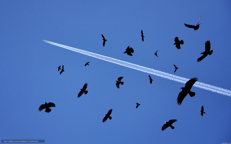 Birds and jet stream in blue sky