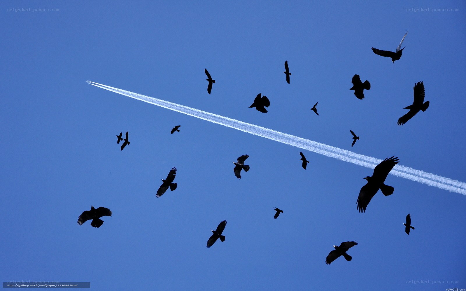 Birds and jet stream in blue sky