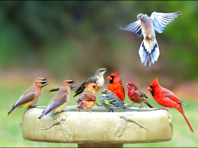 Birds at a Birdbath — Red
