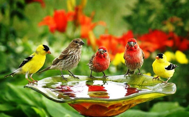 Birds at a Birdbath — Yellow